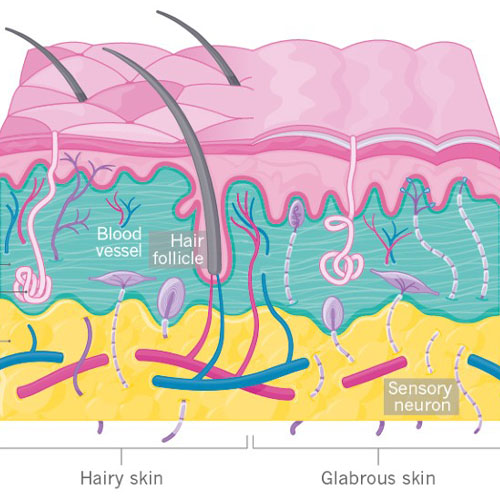 Blog - ‘Did You Know’ Facts About Skin - Esteem Medical Clinic - Dubai